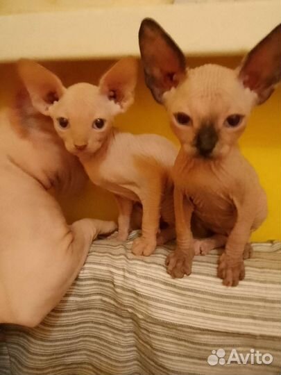 Канадский сфинкс котенок
