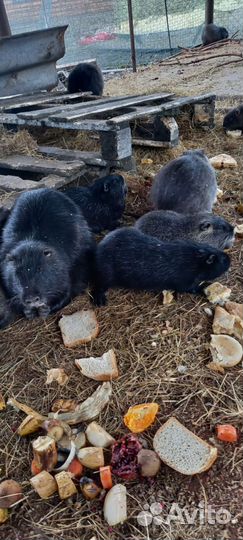 Нутрии на племя и мясо