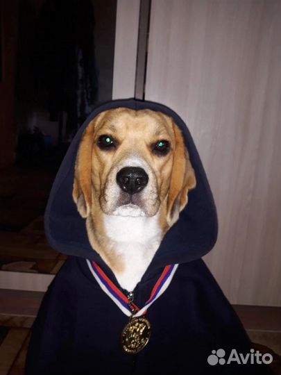 Бигль вязка