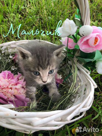 Кошка в дар бесплатно