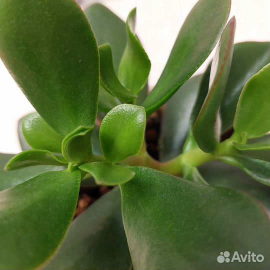 Крассула Овата Обликва Толстянка денежное дерево