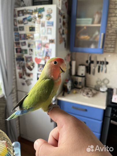 Попугай неразлучник с клеткой