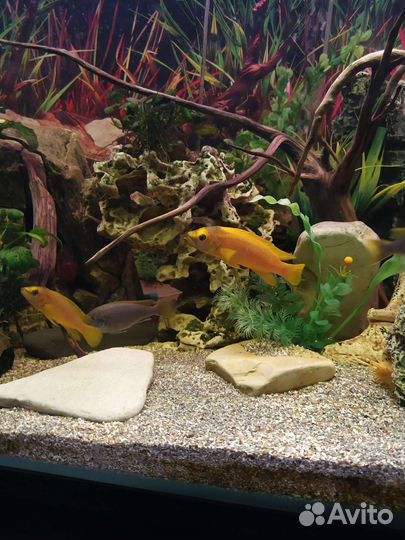 Цихлиды Танганьики