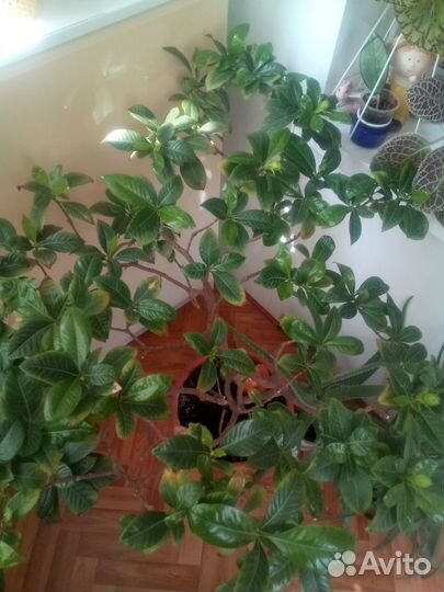 Гардения жасминовидная