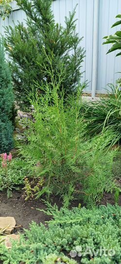 Хоста. Барбарис. Гейхера