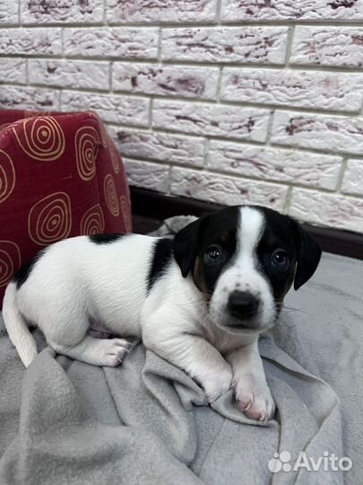 Джек Рассел терьер