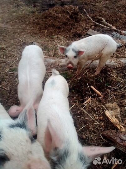 Поросята метисы