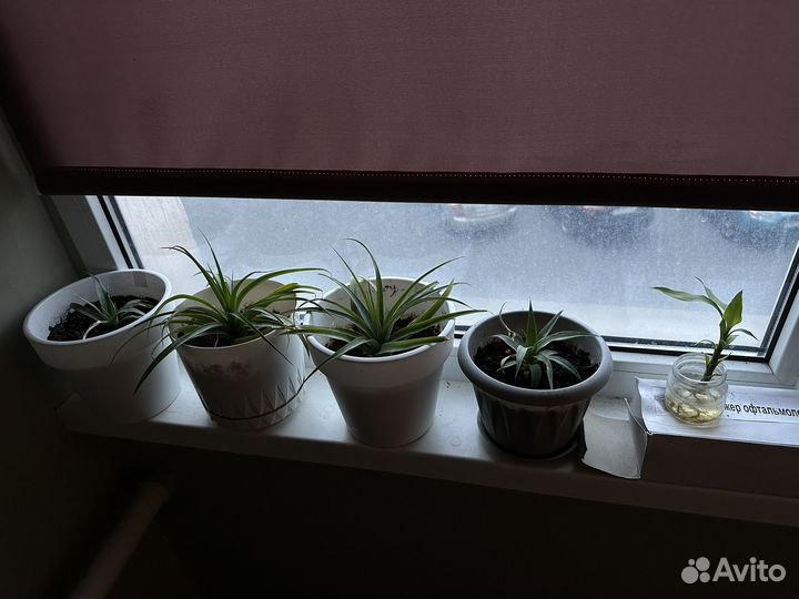 Авокадо ананас бамбук