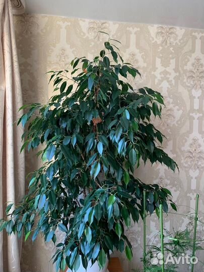 Фикус бенджамина большой