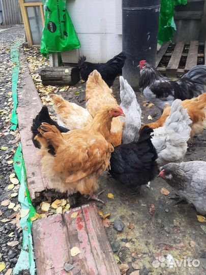 Петух орпингтон