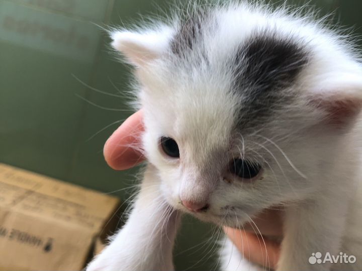 Кошки и котята