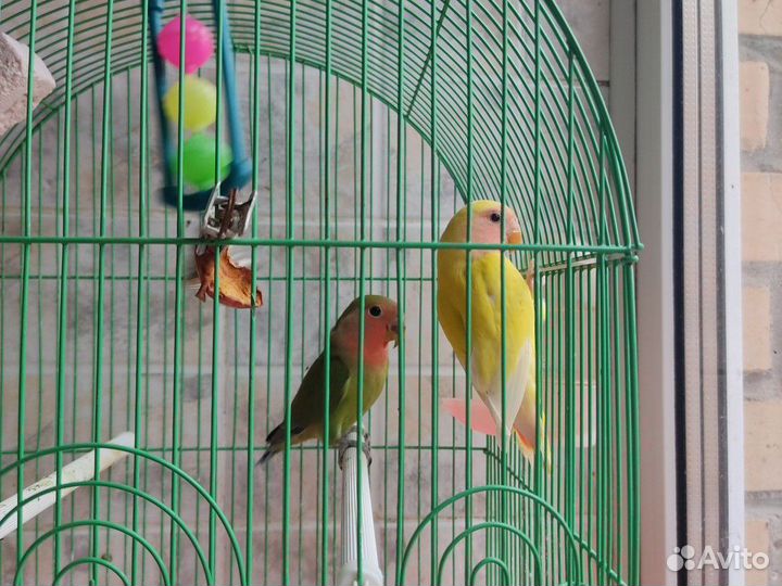 Неразлучники