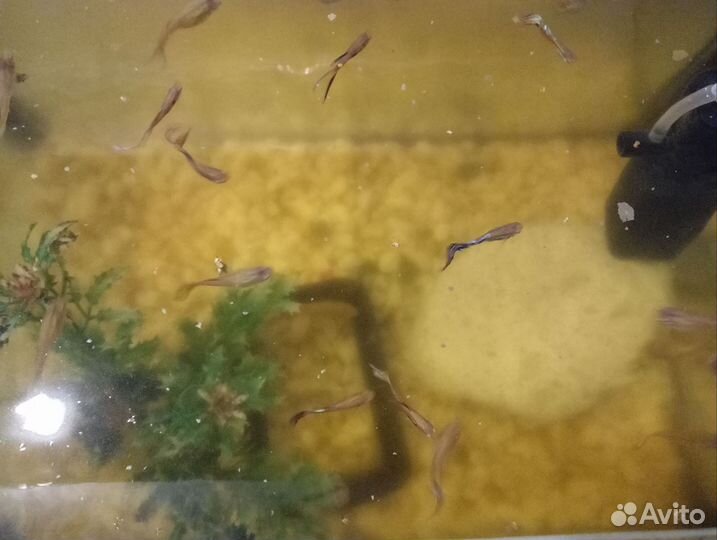 Гуппи и сомик с оборудованием и кормом