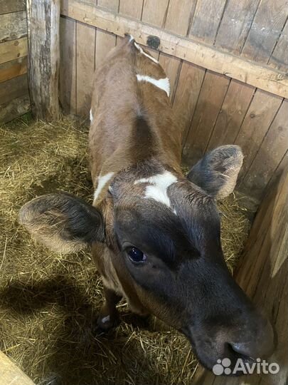 Телка 3 месяца
