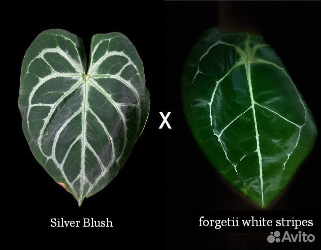 Антуриум гибрид