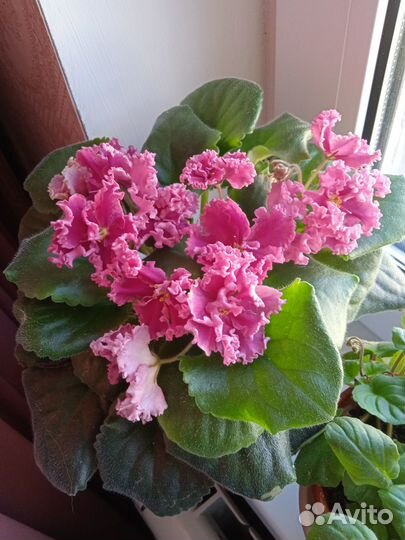 Сортовые фиалки