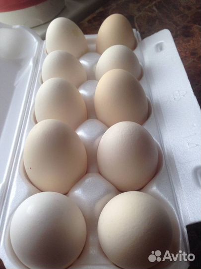 Пушкинские куры-несушки, яйцо инкуб., цыплята