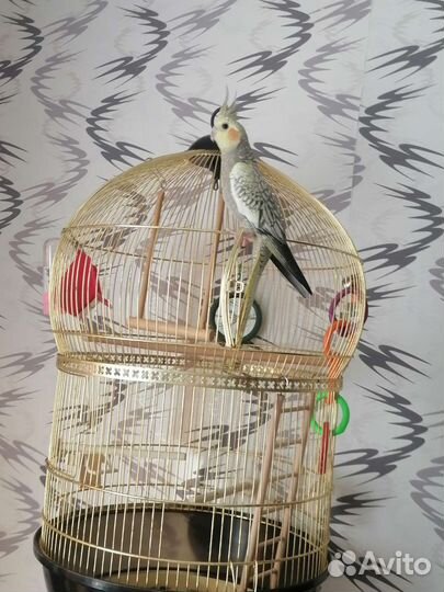 Попугай корелла с клеткой