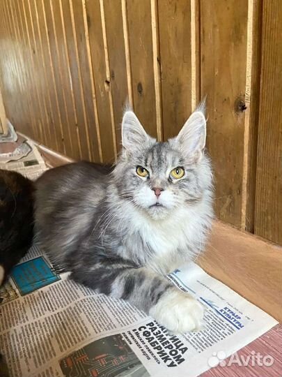 Мейн-куны мать, сын и их собака ищут дом