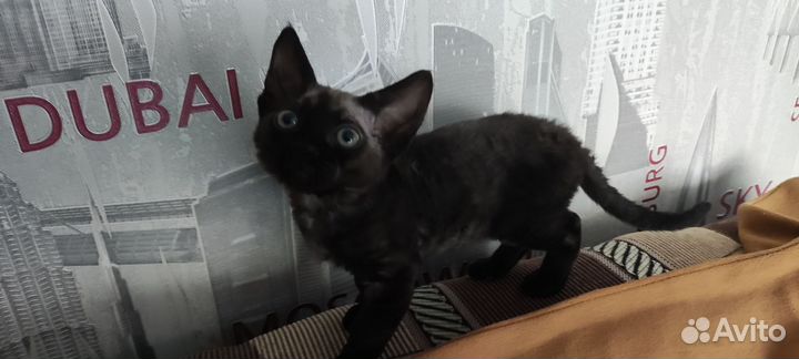 Котик Девон-рекс