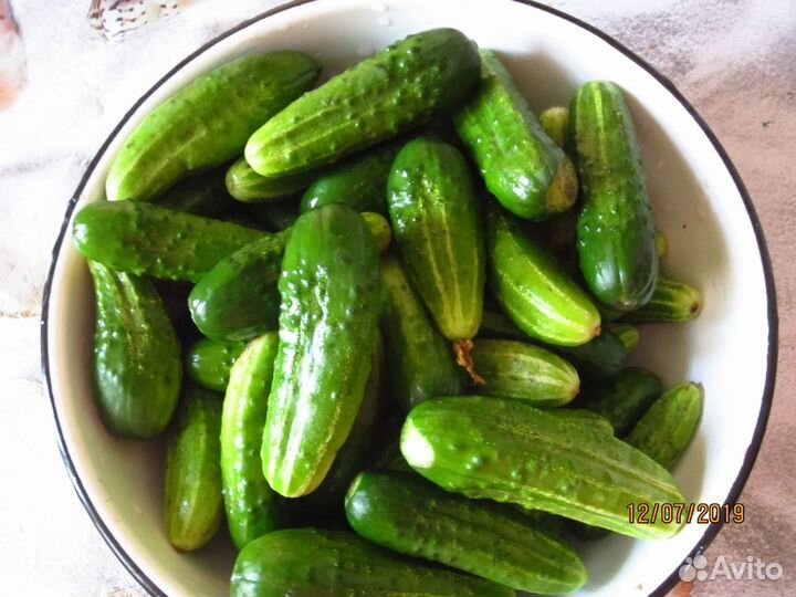 Семена домашних огурцов СССР