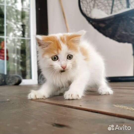 Котенок трехцветка в добрые руки