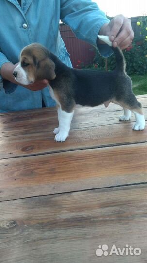 Собаки щенки