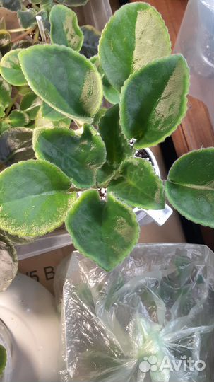 Фиалки стартеры