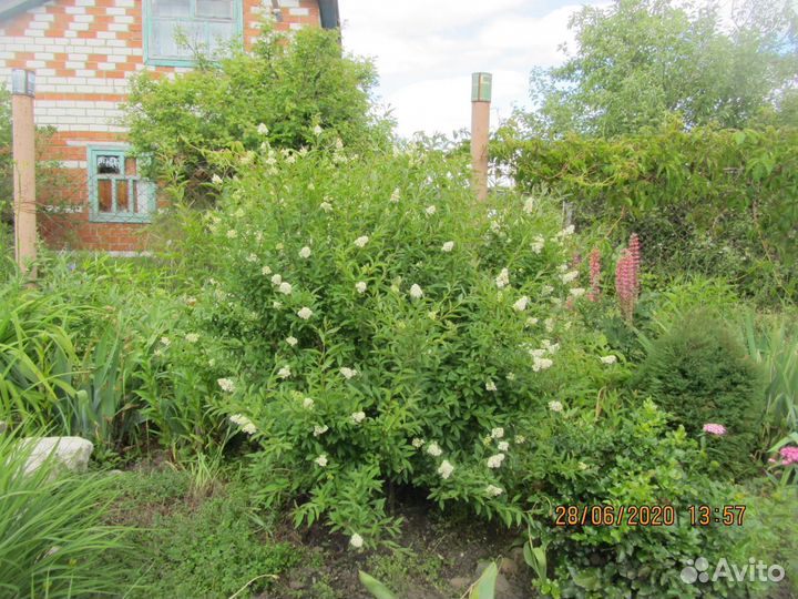 Садовые растения