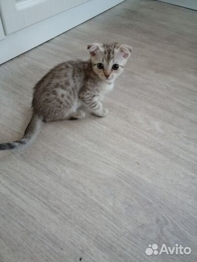 Вислоухие котята