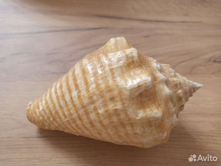 Морская раковина