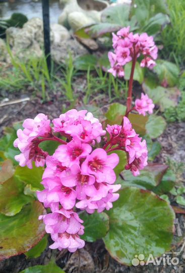 Растения для сада