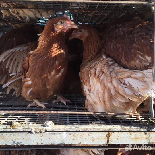 Куры Несушки