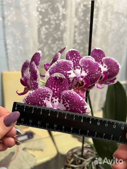 Орхидея фаленопсис