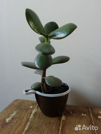 Толстянка или Крассула или Денежное дерево