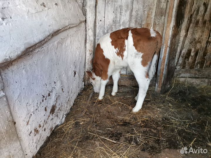 Домашние животные