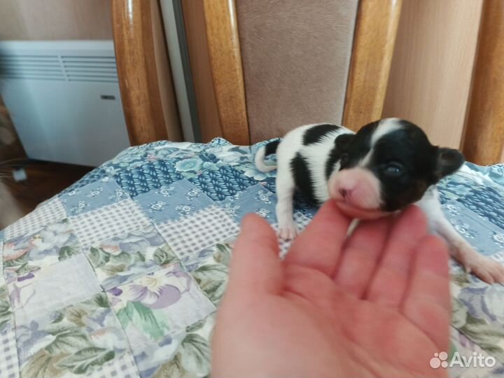 Папийон вязка