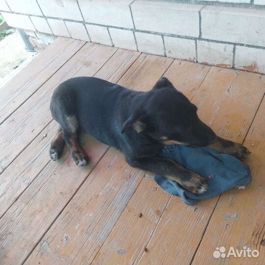 Собака в добрые руки