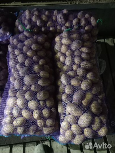 Картофель оптом доставка