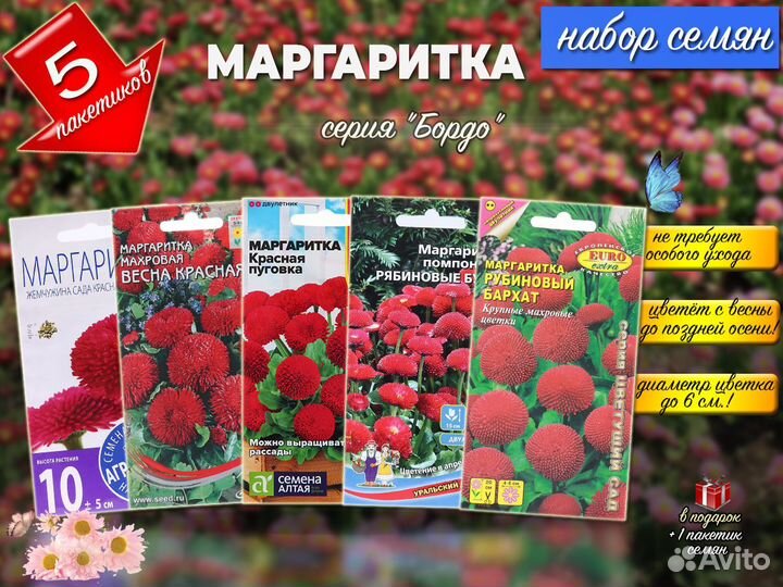 Семена Маргаритка многолетняя, зимостойкая, наборы