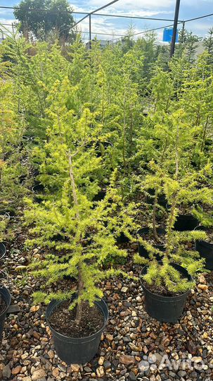 Лиственница сибирская