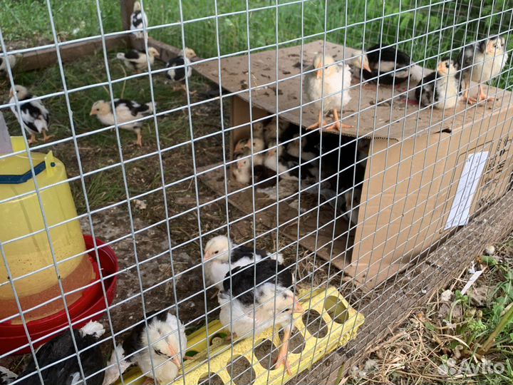 Куры цыплята Леггорн