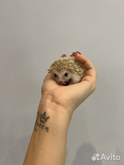 Африканский ежик