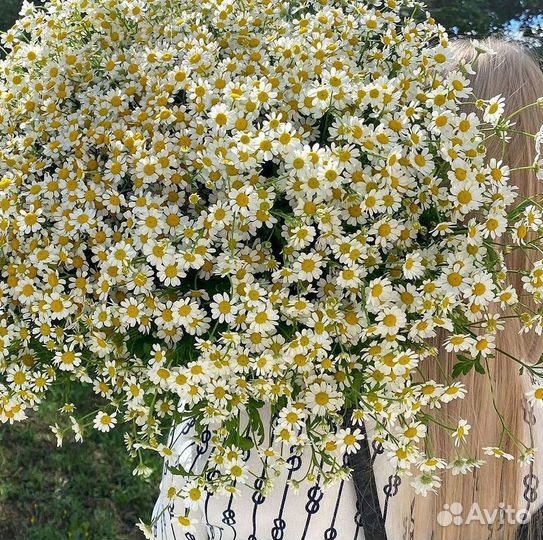 Цветы ромашки. Букеты ромашек. Цветы доставка