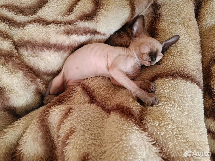 Канадский сфинкс котенок девочка