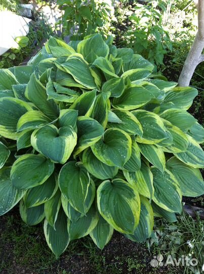 Многолетние и комнатные цветы