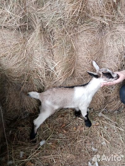 Козлята выпойчата