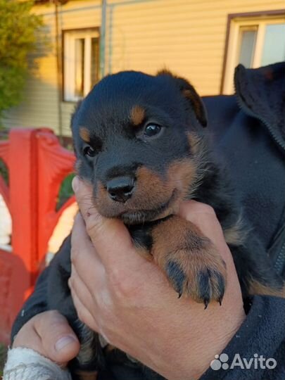 Продам собаку, мальчик ягдтерьер