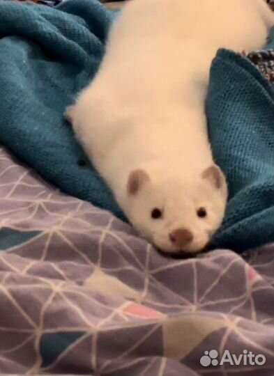 Белая норка