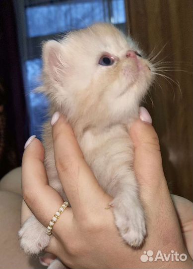 Персидский кот,экстримал, приглашает в гости кошеч